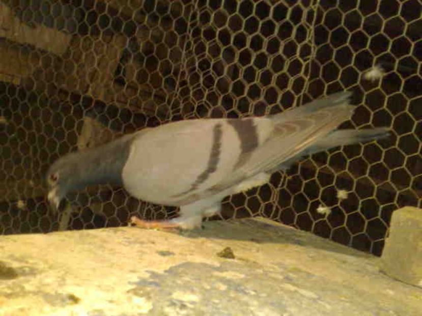 nr 20-pui - X-Porumbei vinduti