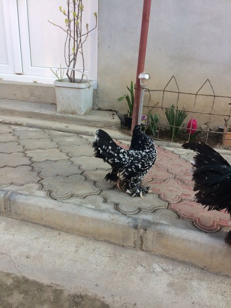  - Mii de flori negru bobat cu alb