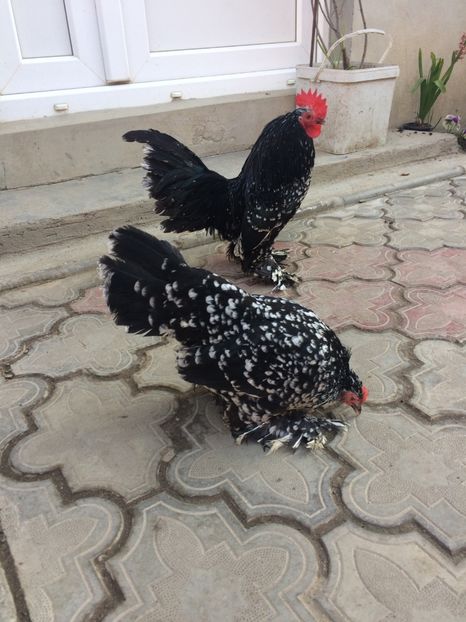  - Mii de flori negru bobat cu alb