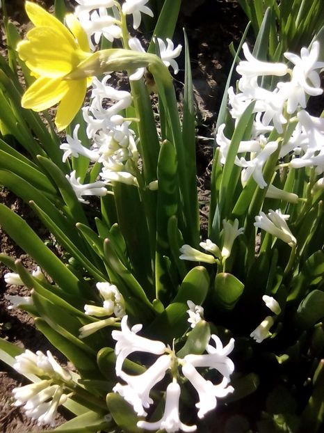  - Cel mai frumosi pui