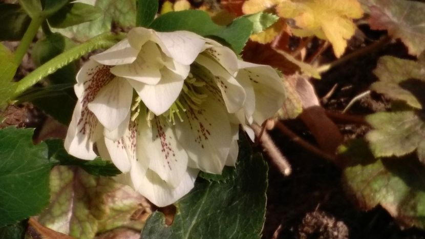 Helleborus Double Ellen White Spotted - 2017 plantele mele