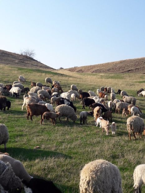  - Oi si capre primavara 2017