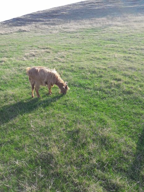  - Oi si capre primavara 2017