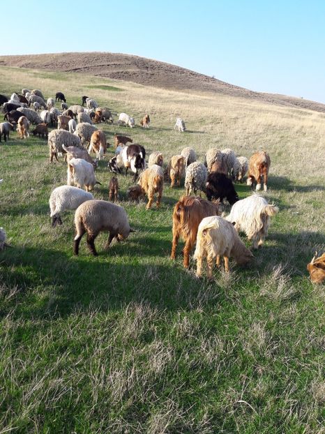  - Oi si capre primavara 2017