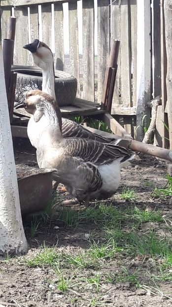  - a Gaste Africane matca 2017