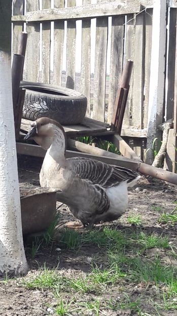  - a Gaste Africane matca 2017