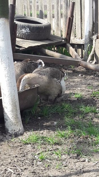  - a Gaste Africane matca 2017