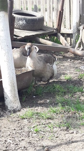  - a Gaste Africane matca 2017