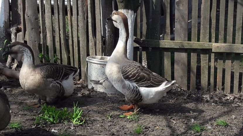  - a Gaste Africane matca 2017