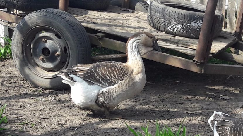  - a Gaste Africane matca 2017