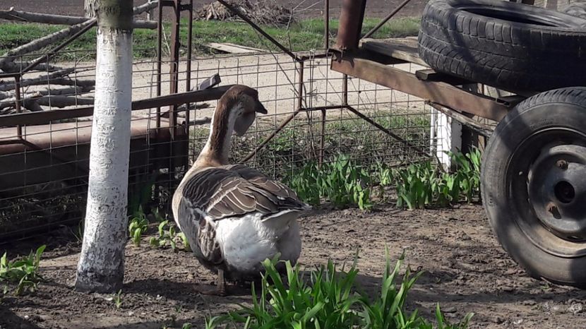  - a Gaste Africane matca 2017