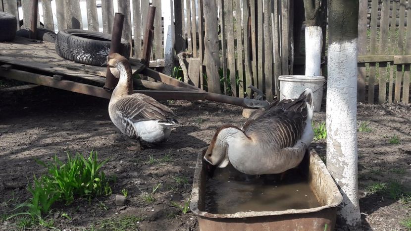  - a Gaste Africane matca 2017