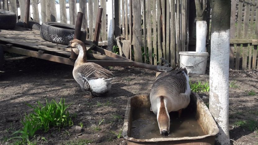  - a Gaste Africane matca 2017