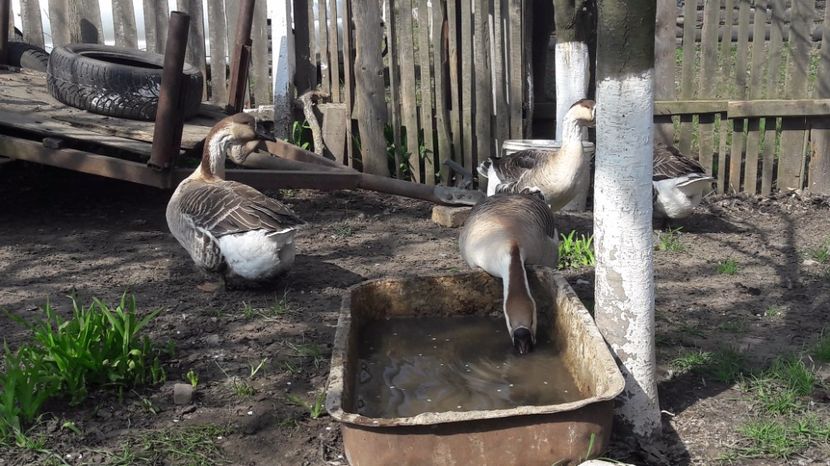  - a Gaste Africane matca 2017