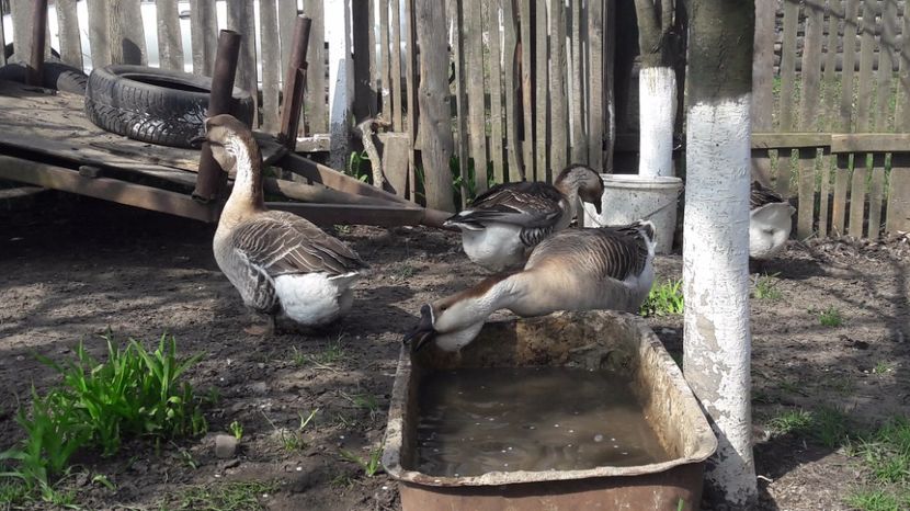  - a Gaste Africane matca 2017