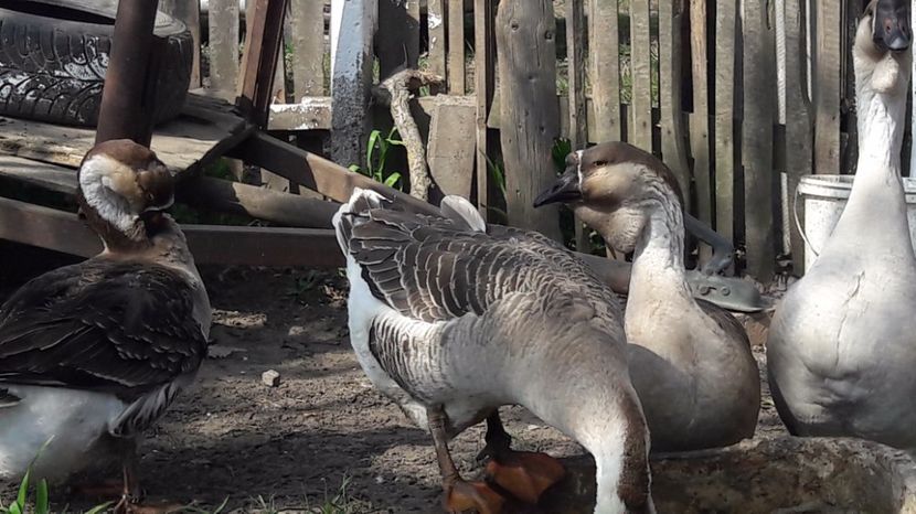  - a Gaste Africane matca 2017