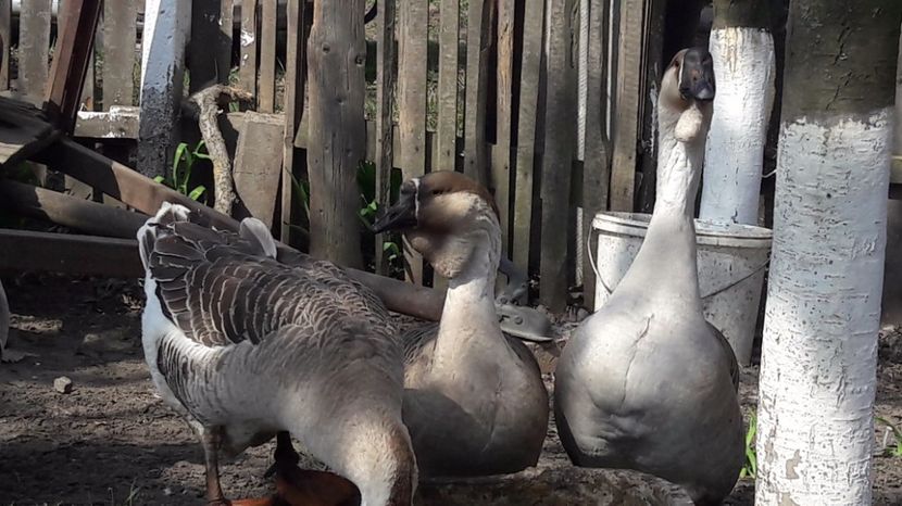  - a Gaste Africane matca 2017