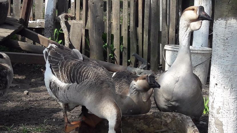  - a Gaste Africane matca 2017