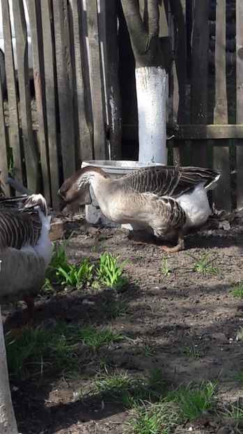  - a Gaste Africane matca 2017