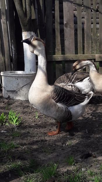  - a Gaste Africane matca 2017