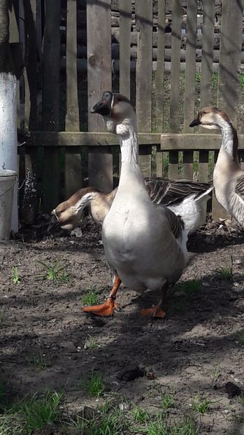  - a Gaste Africane matca 2017