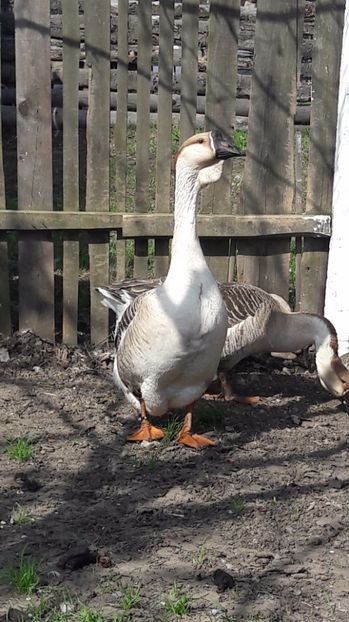  - a Gaste Africane matca 2017