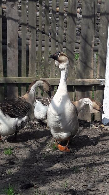  - a Gaste Africane matca 2017