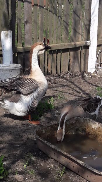  - a Gaste Africane matca 2017