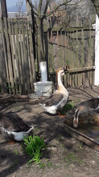  - a Gaste Africane matca 2017