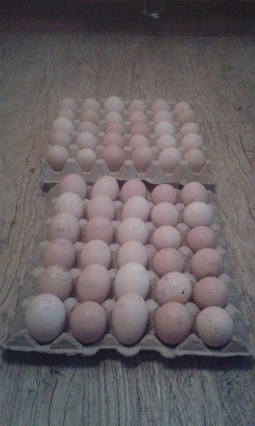  - vand oua de incubat