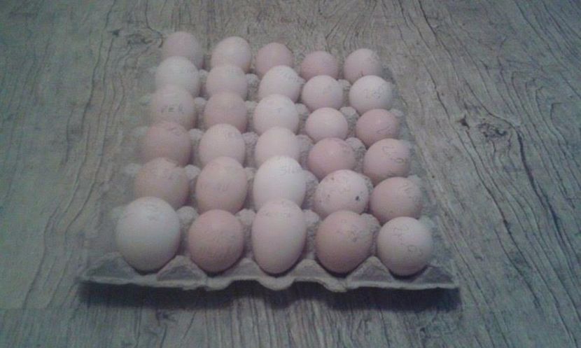  - vand oua de incubat