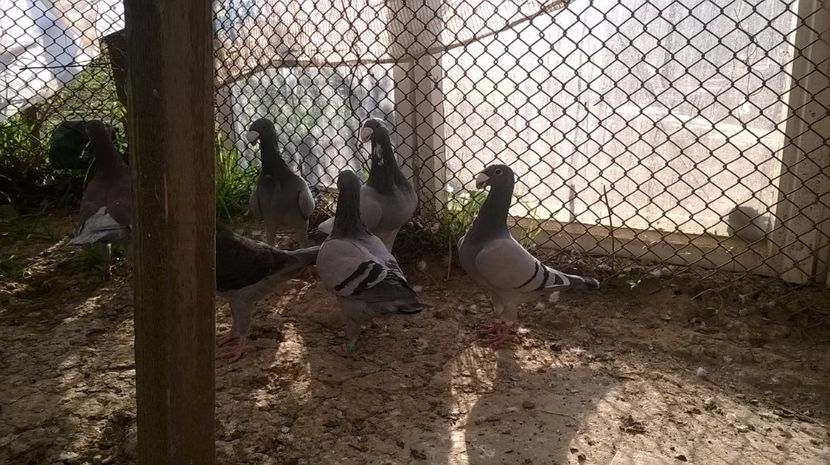  - 2 Germani de frumusete