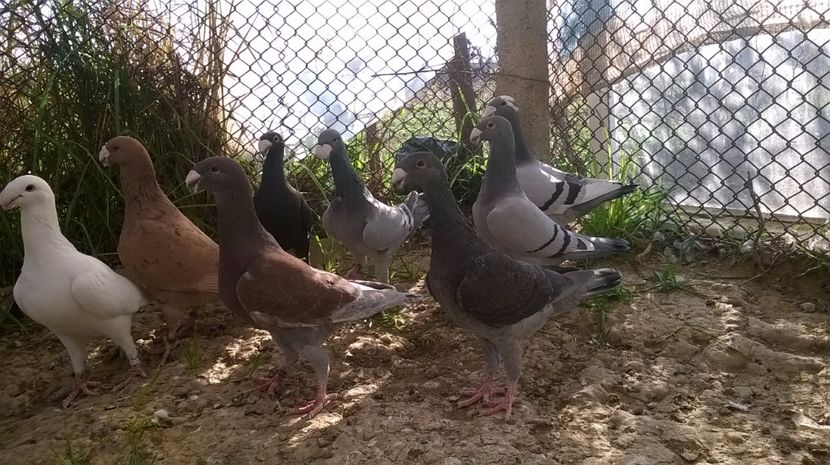  - 2 Germani de frumusete