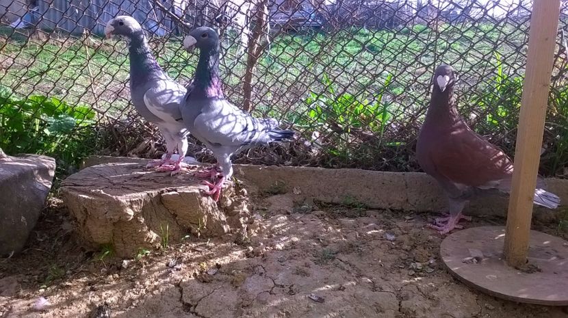  - 2 Germani de frumusete