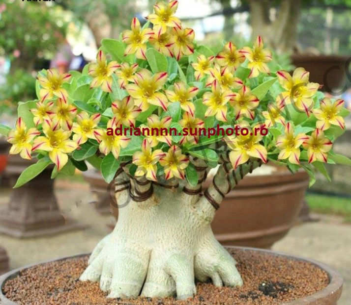Adenium Swaziland Princess - 1 AA SEMINTE ADENIUM DE VANZARE o noua TRANSA 2023
