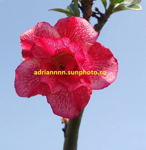 Adenium 'Red Cherry - 1 AA SEMINTE ADENIUM DE VANZARE o noua TRANSA 2023