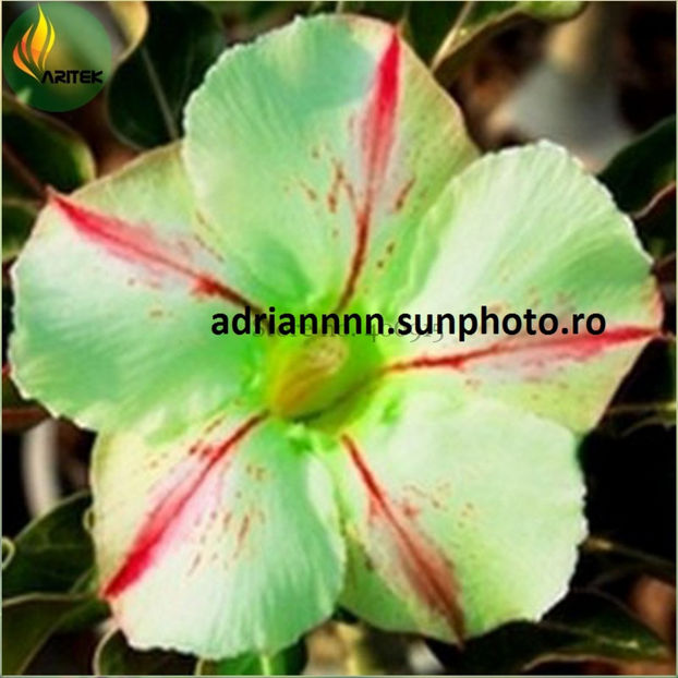 Adenium Five Stars - 1 AA SEMINTE ADENIUM DE VANZARE o noua TRANSA 2023
