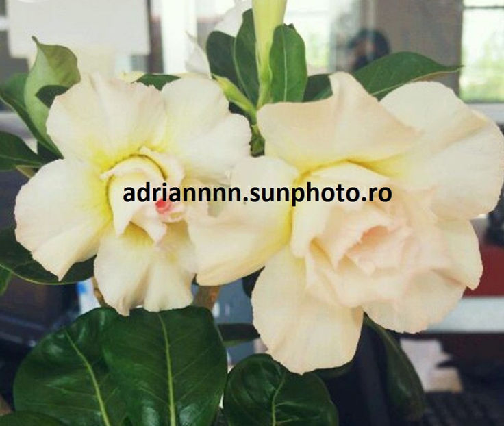 Adenium Saint Huang - 1 AA SEMINTE ADENIUM DE VANZARE o noua TRANSA 2023