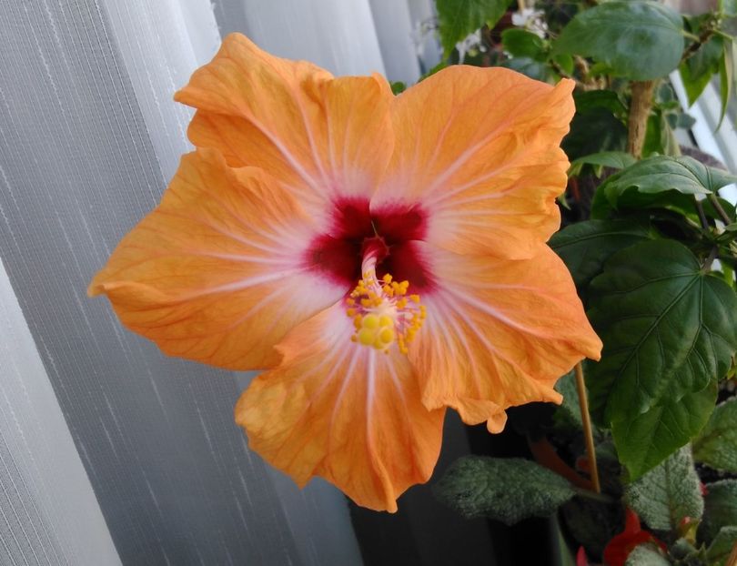  - Hibiscusi 2017 - 2018