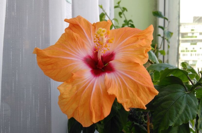  - Hibiscusi 2017 - 2018