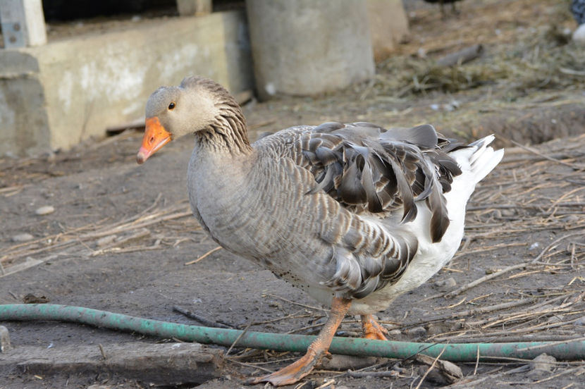 la o scurta plimbare - B4 - Gaste comune