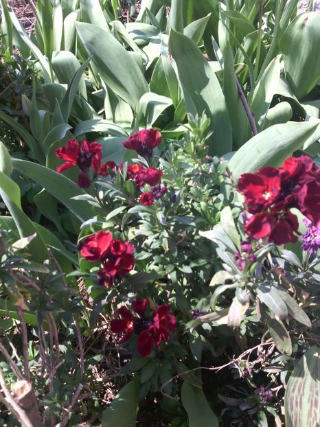 micsunele - 01-Flori din curtea mea 2017