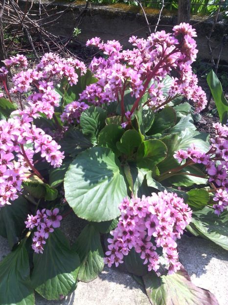 bergenia - 01-Flori din curtea mea 2017