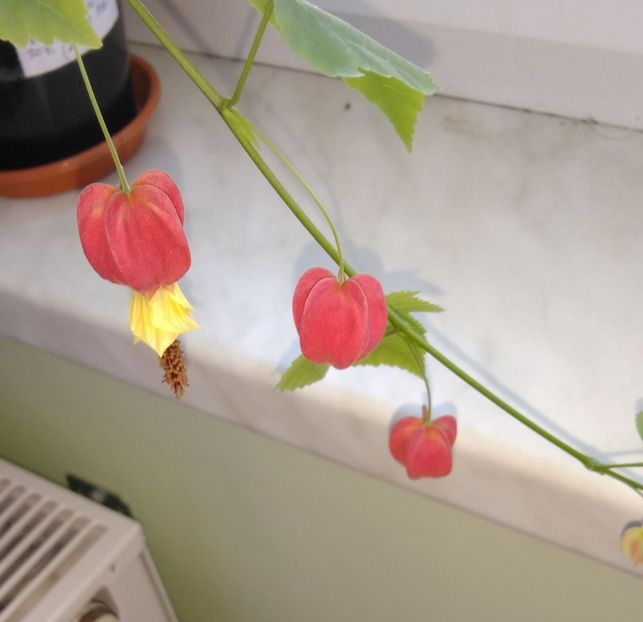  - Abutilon megapotamicum 2016 - 2017