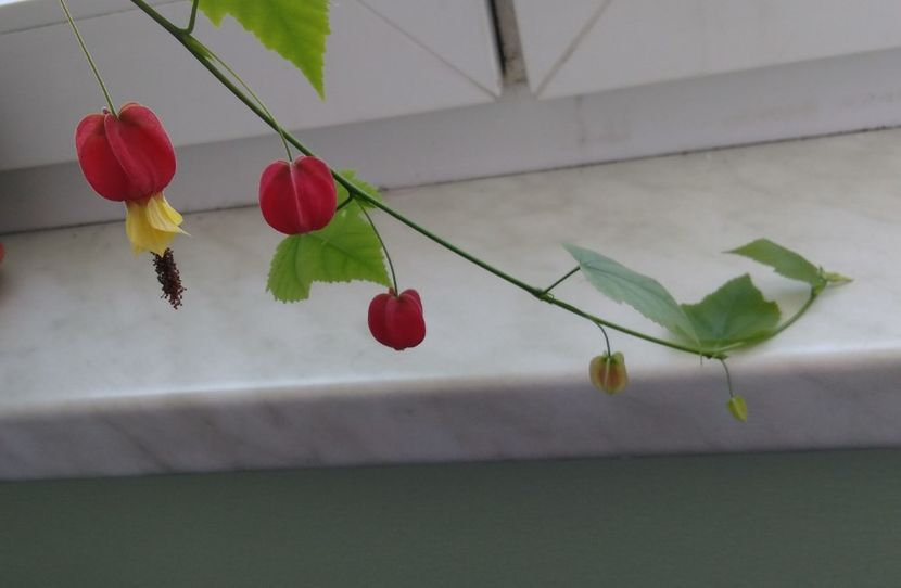  - Abutilon megapotamicum 2016 - 2017