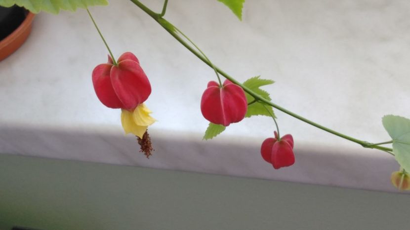  - Abutilon megapotamicum 2016 - 2017