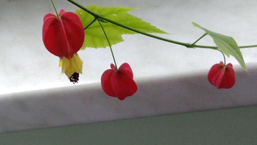 26.03 - Abutilon megapotamicum 2016 - 2017