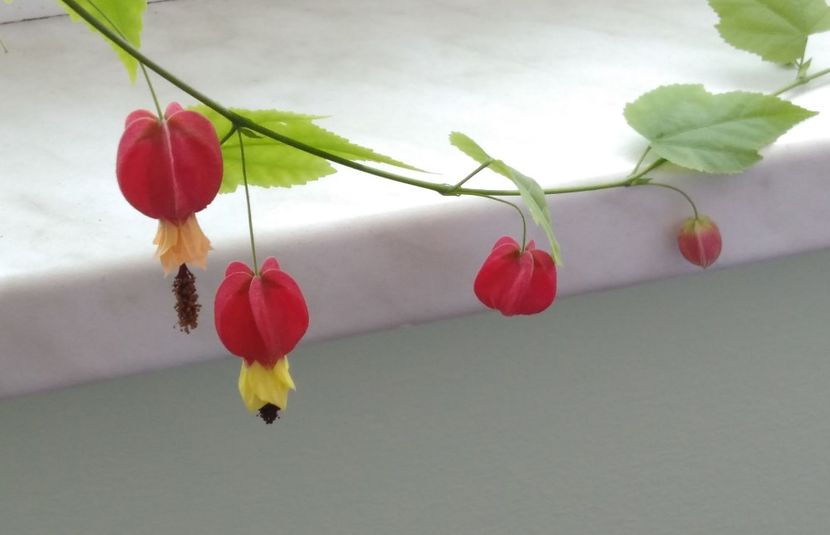 30.03 - Abutilon megapotamicum 2016 - 2017