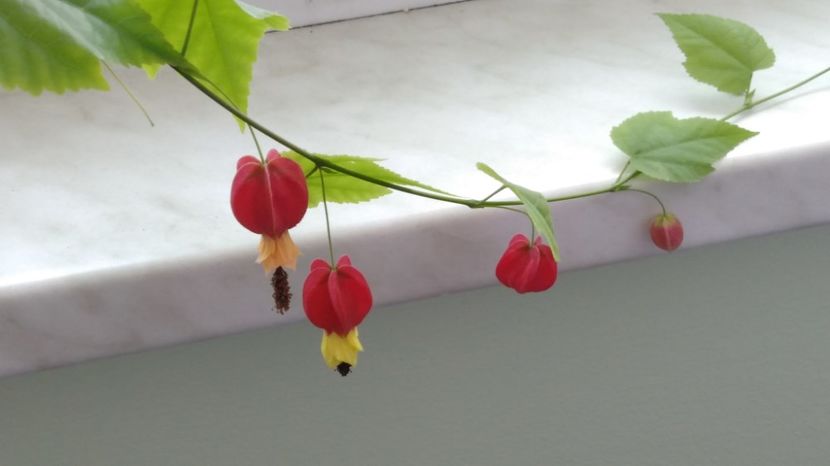  - Abutilon megapotamicum 2016 - 2017