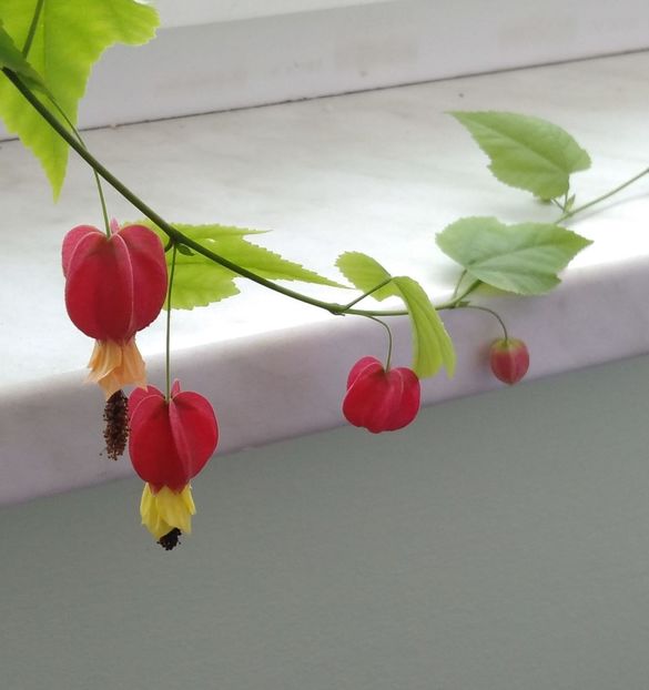  - Abutilon megapotamicum 2016 - 2017